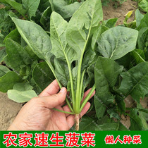 小叶菠菜种子秋冬季耐寒青菜籽种波菜种孑四季速生农家蔬菜种籽