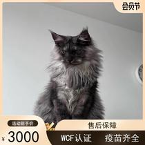 缅因猫幼猫纯种血统库恩猫银虎棕虎烟灰色长毛猫巨型幼崽宠物猫舍
