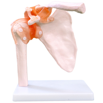 推荐人体关节模型骨骼教学手肘腕脚踝骨肩膝关节髋骨科附韧带医学
